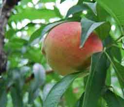 时令鲜果之国丰水蜜桃