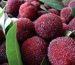 时令鲜果之国丰杨梅