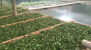 会呼吸的茶