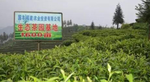 龙江飘雪时 赖茶韵出白云山