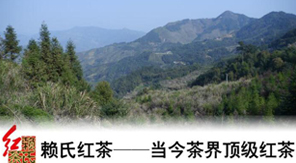白云山下一个百年家族的百年茶事