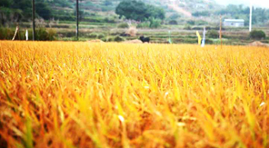 望得见山 看得见水 记得住味道 ——国丰农业仙顶峰胚芽米记事